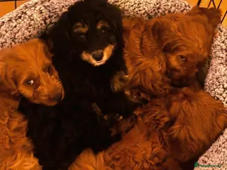Cavapoo dogs Gorgeous Cavapoo puppies - Advert 1