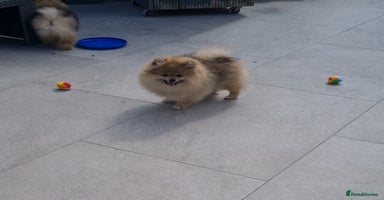 Pomeranian dogs in Basildon - Advert 1