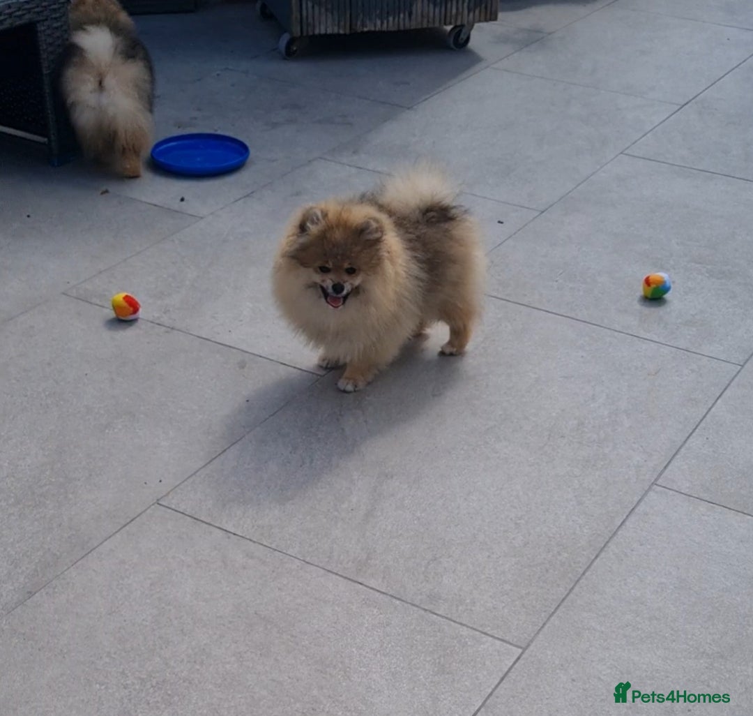 Pomeranian dogs for sale: Stunning Teddy purebreed Russian/Ukrainian poms in Basildon - Image 3