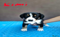 Entlebucher Mountain Dog dogs for sale: Entlebucher Mountain Dog - Image 8