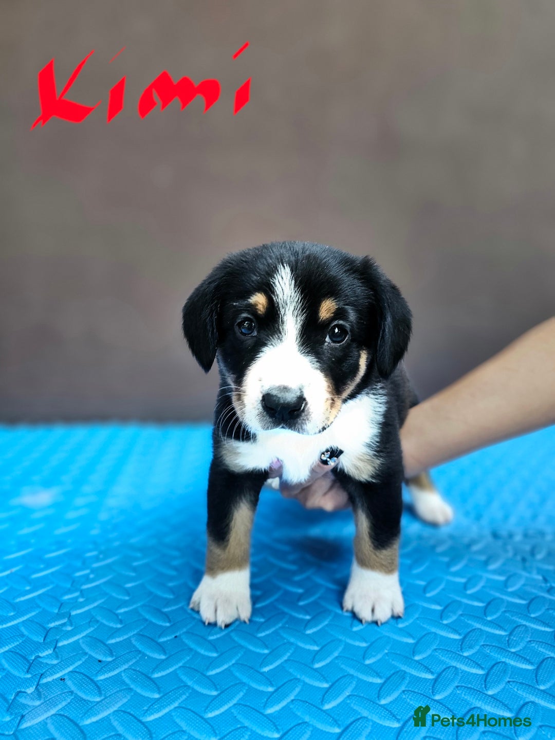 Entlebucher Mountain Dog dogs for sale: Entlebucher Mountain Dog - Image 8