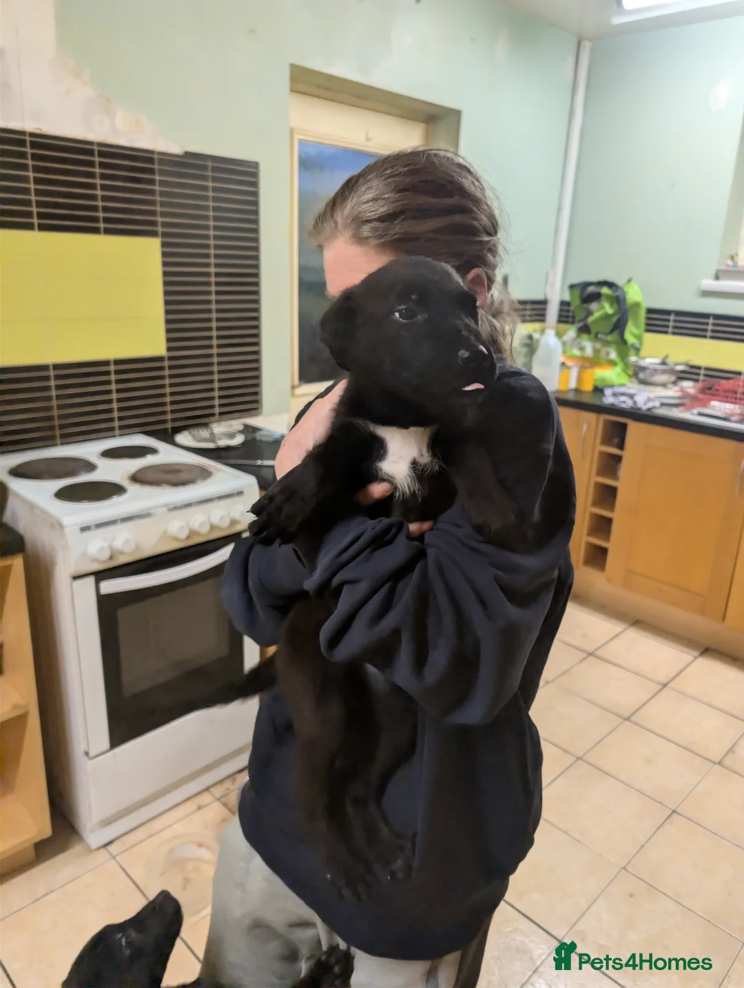 Mixed Breed dogs for sale: Cane corso x German shepherd pups  - Advert 6