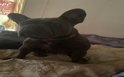 French Bulldog dogs for sale: French bulldog age 4 - Image 4