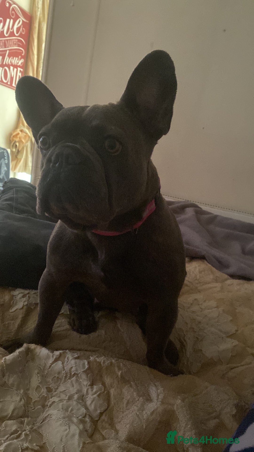 French Bulldog dogs for sale: French bulldog age 4 - Image 4