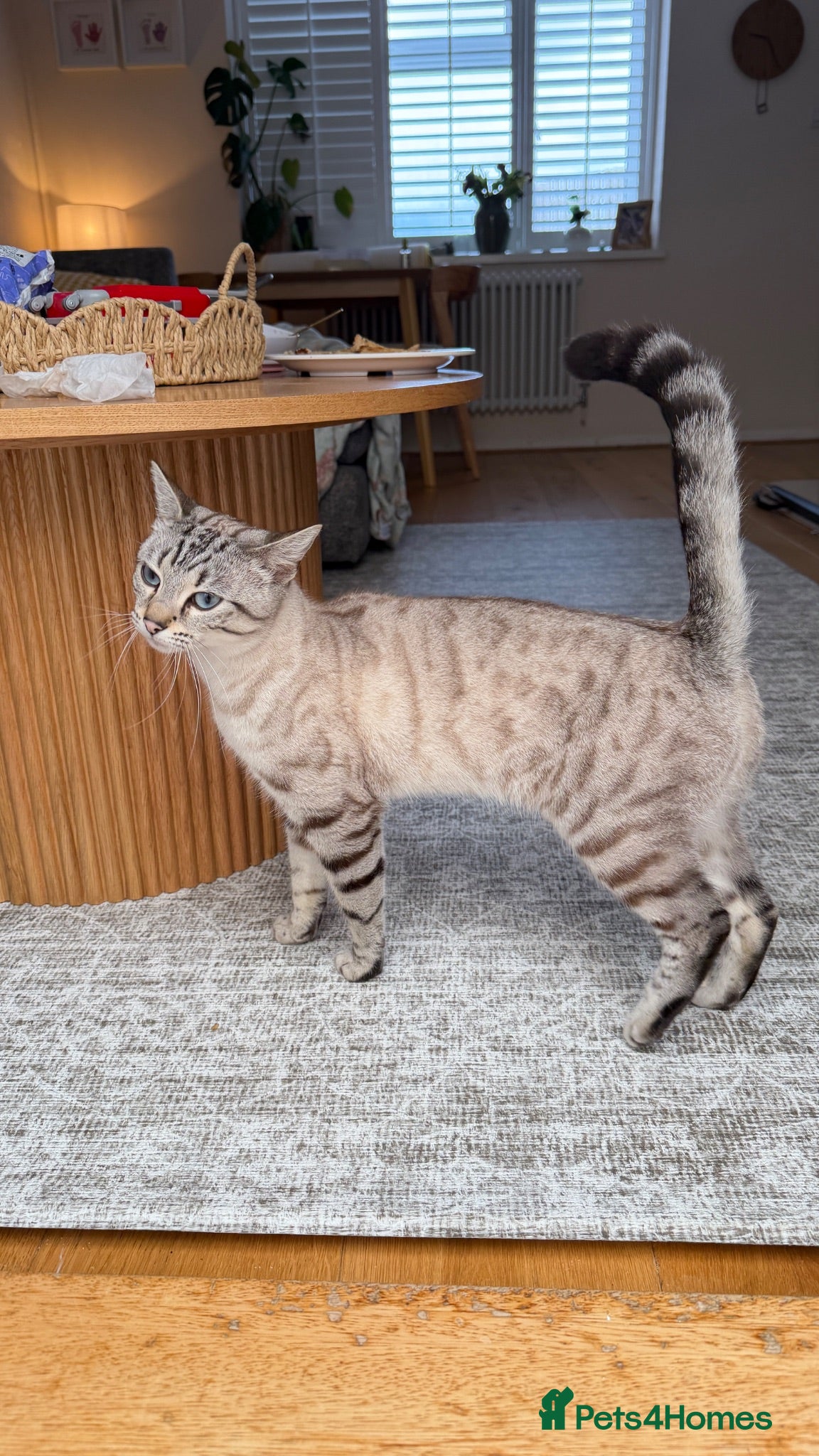 Bengal cats Snow and Rosetted bengal kittens   - Advert 1