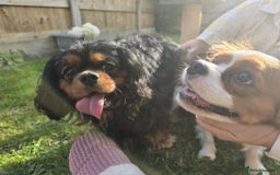 Cavalier King Charles Spaniel dogs for sale: Ruby boys kc cavalier King Charles puppies  - Image 23