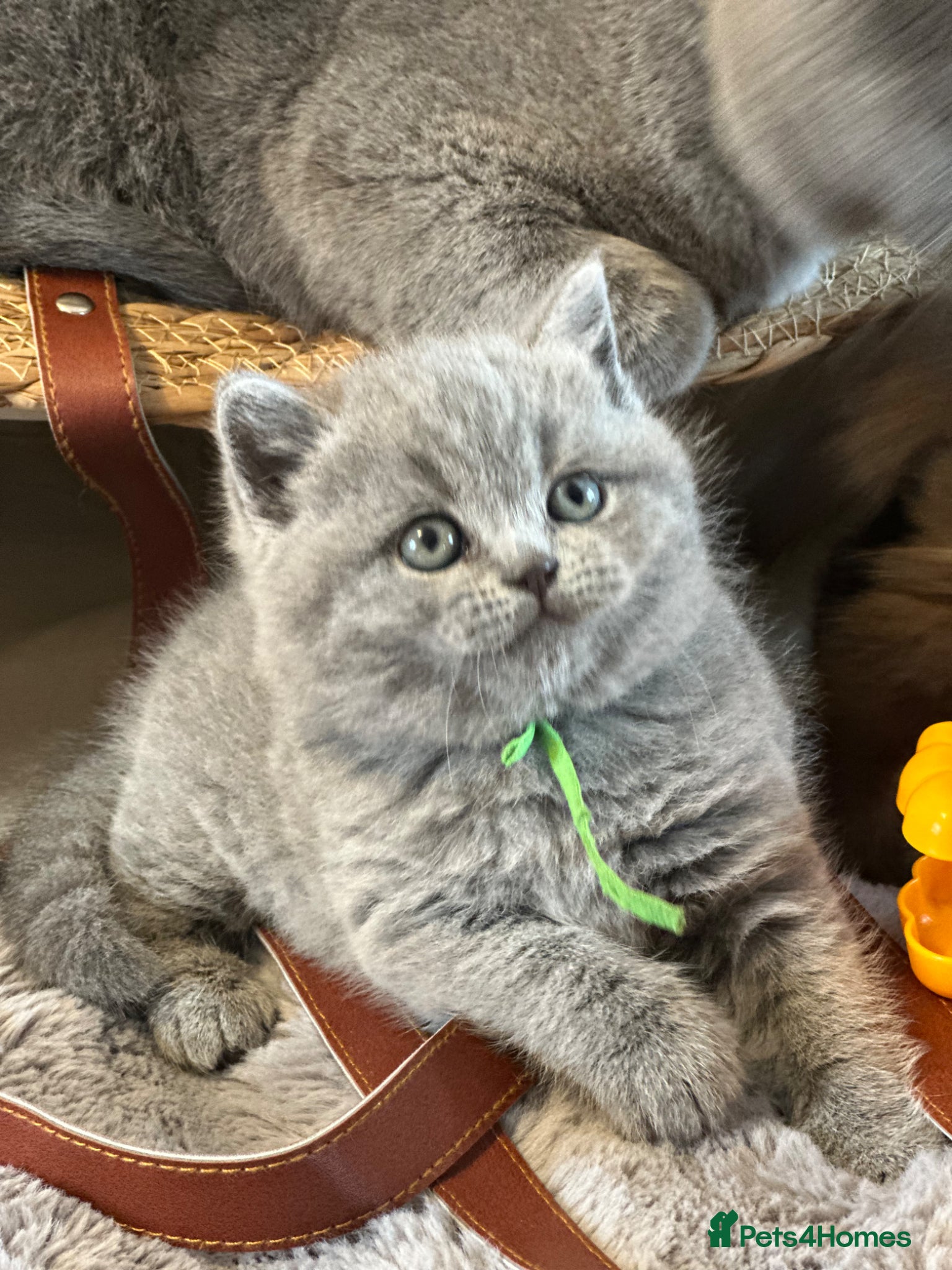 British Shorthair cats Gccf registered kittens  - Advert 1