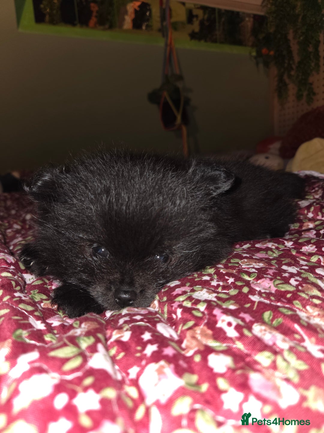 Pomeranian dogs for sale: ONE-TIME ONLY PUREBRED POM PUP (BLUE MERLE PARENT) - Advert 14