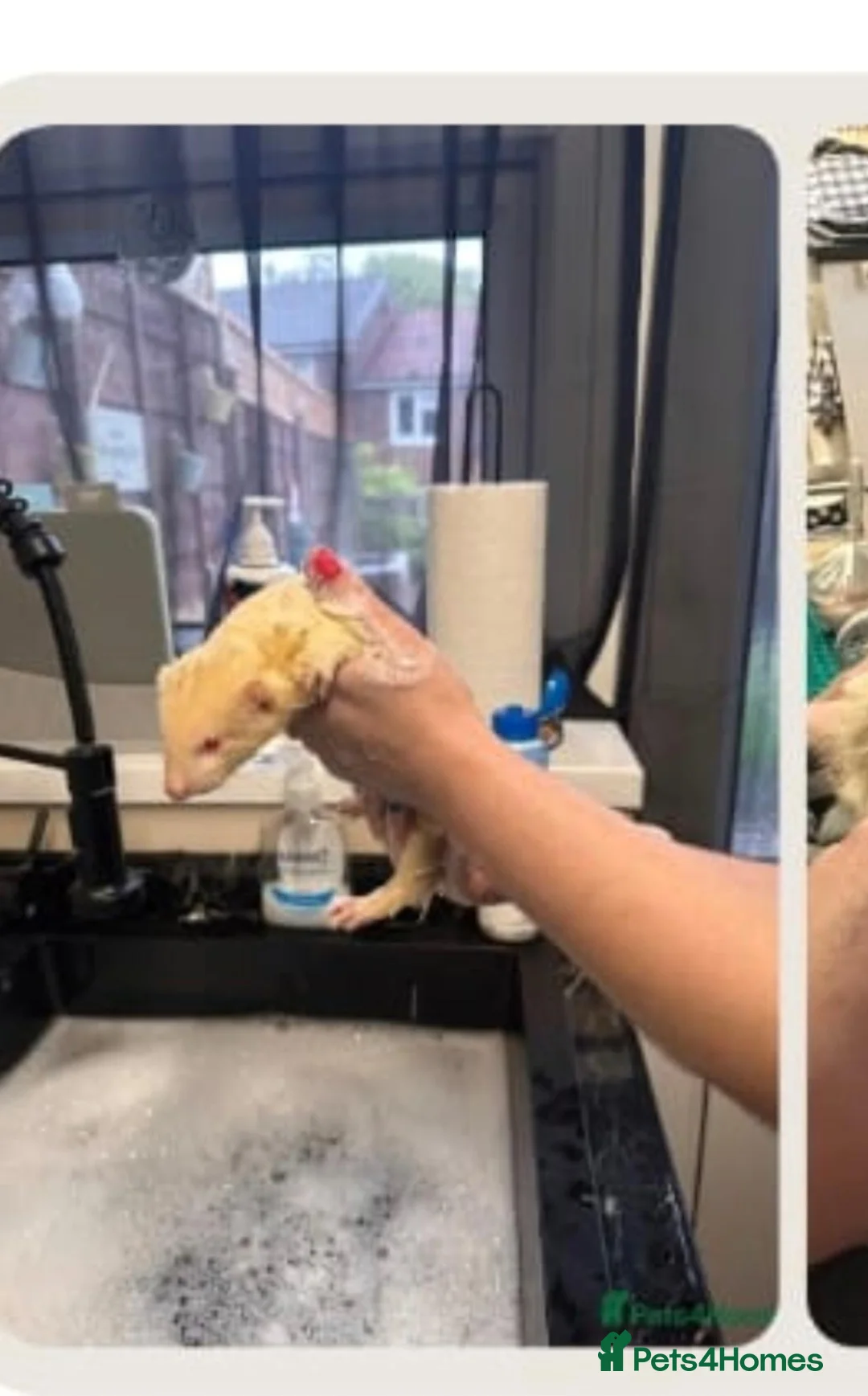 Ferret rodents for sale: 2 male albino ferrets - Advert 2
