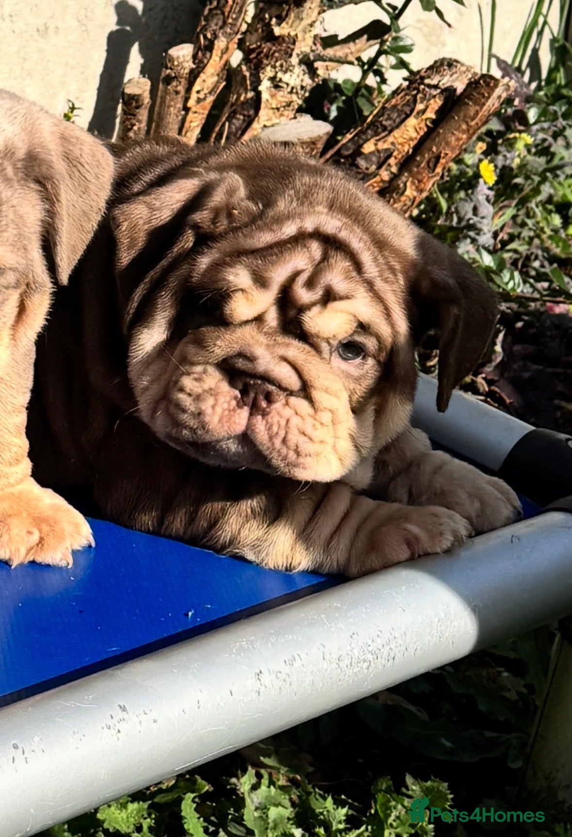 English Bulldog dogs *** TOP QUALITY ENGLISH BULLDOG PUPPIES *** - Advert 2