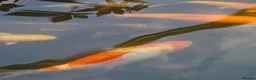 Koi Carp fish for sale: 5 koi and 1 orange orf  - Advert 5