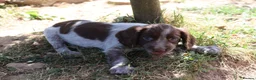 Cocker Spaniel dogs for sale: Working cockers  - Advert 10