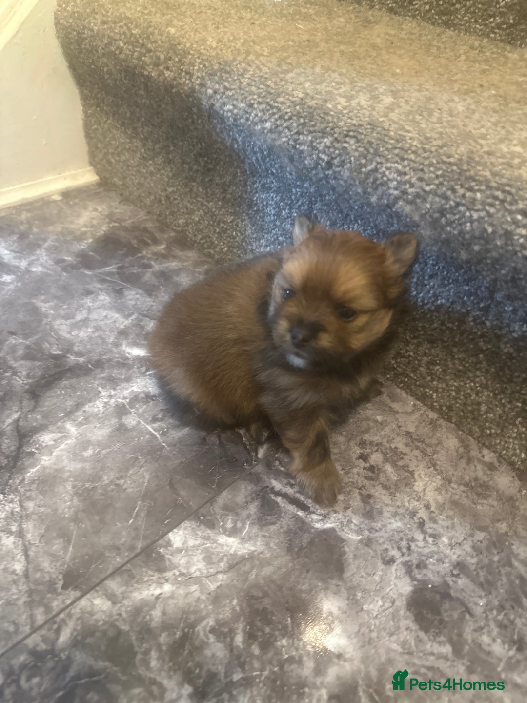 Pomeranian dogs for sale: Teddy pom puppy girl beautiful coat  - Advert 2