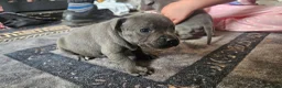 Staffordshire Bull Terrier dogs for sale: Blue staffy pups. Blue bronsen bloodline - Advert 26