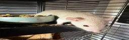 Rat rodents for sale: Four Male Dumbo Rats in Great Yarmouth - Advert 1