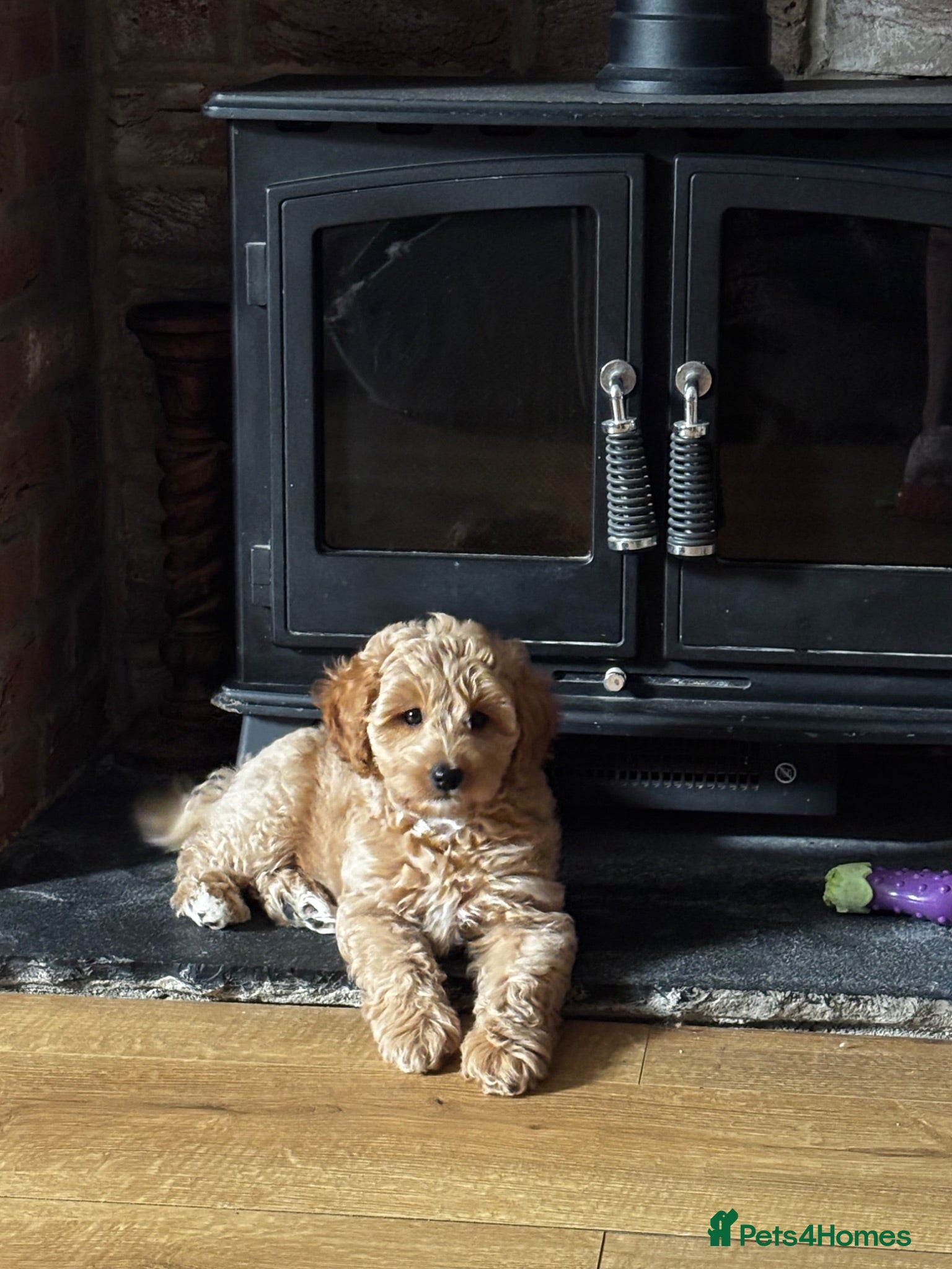Maltipoo dogs READY Exquisite Maltipoo DNA Health Tested Parents - Advert 2