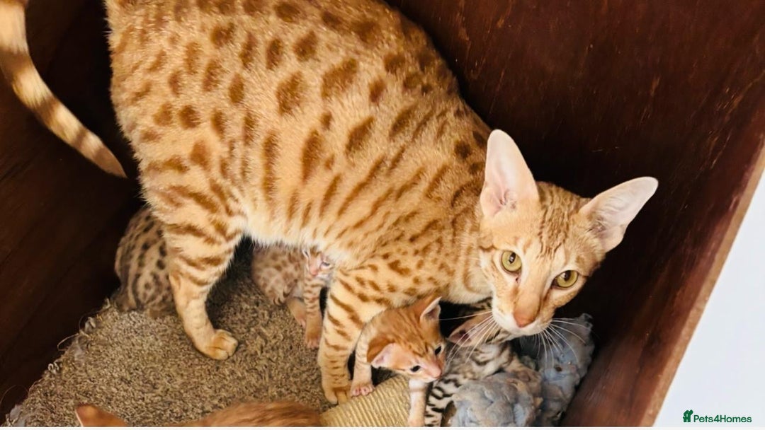 Savannah cats for sale: Adult cinnamon spotted F3 Savannah female cat - Image 4