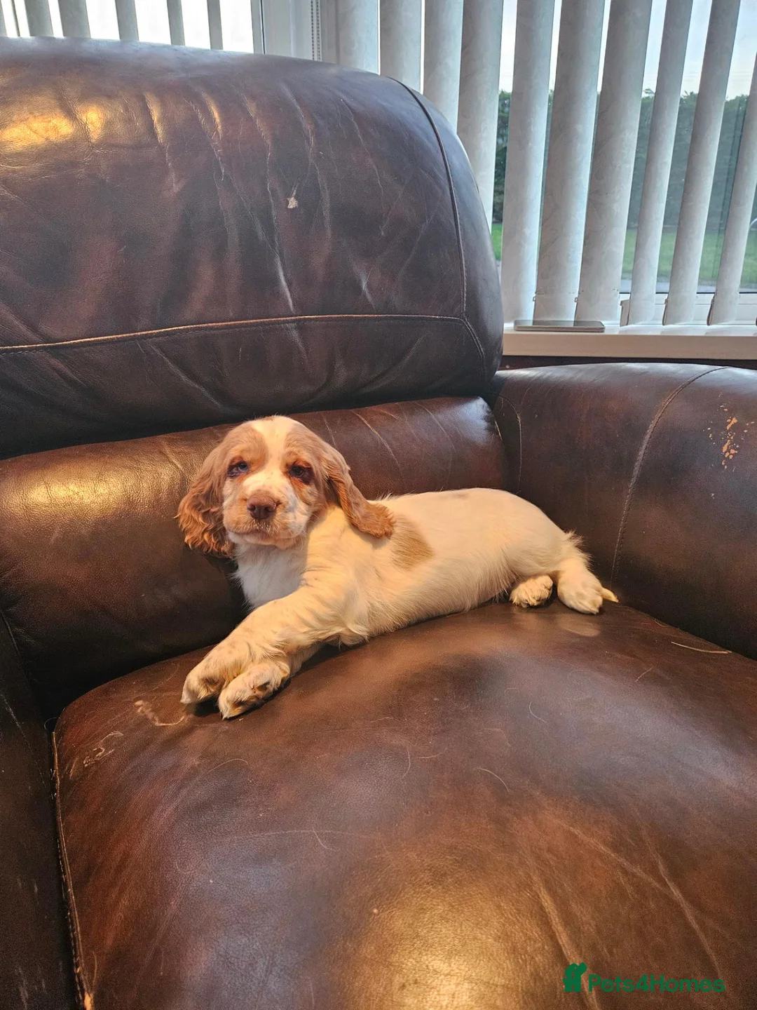 Cocker Spaniel dogs for sale: Cocker Spaniel pups in Omagh - Advert 2