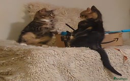 Domestic Shorthair cats for sale: Beautiful domestic short hair kittens for sale  - Image 35