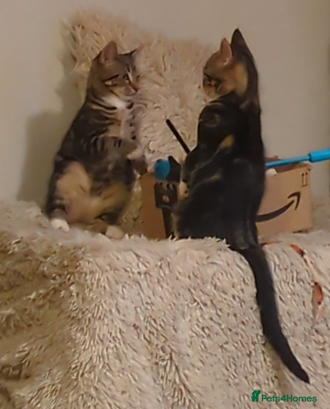 Domestic Shorthair cats for sale: Beautiful domestic short hair kittens for sale  - Image 35