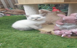 British Shorthair cats for sale: ♥️ Fun Loving British Shorthair Kittens♥️ - Image 1