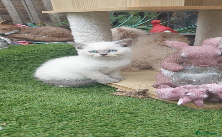British Shorthair cats - Advert 10