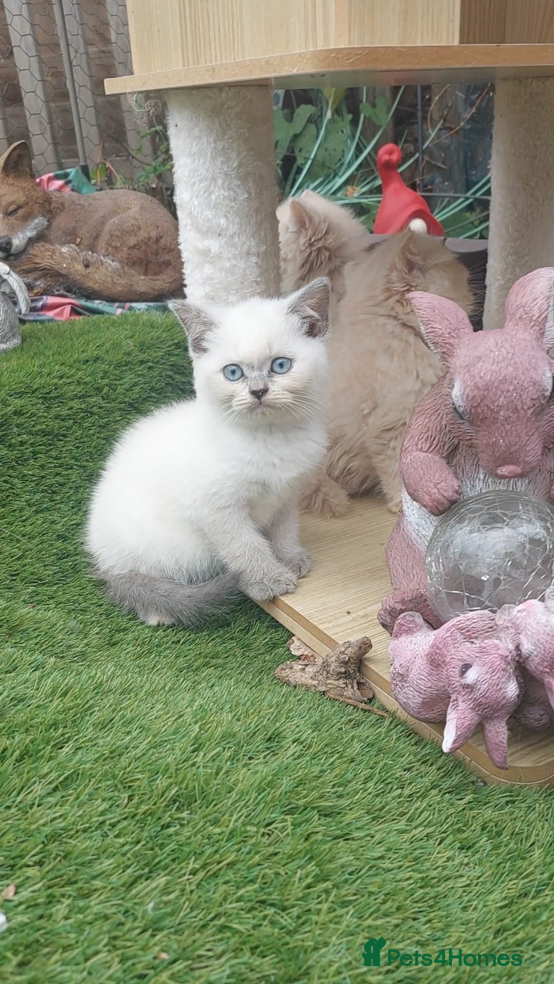 British Shorthair cats for sale: ♥️ Fun Loving British Shorthair Kittens♥️ - Image 1