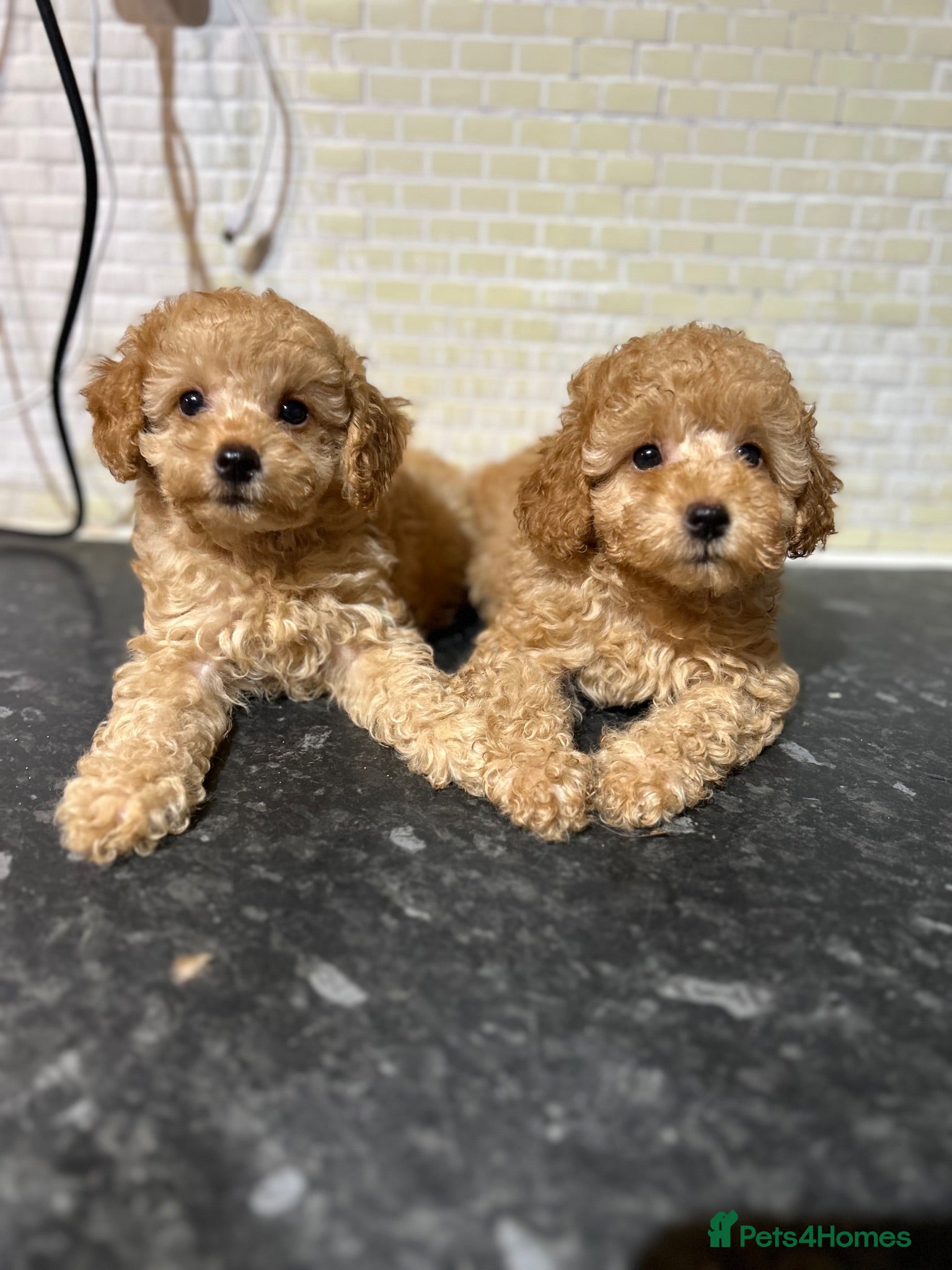 Toy Poodle dogs Toy Poodles Ready Now - Advert 3