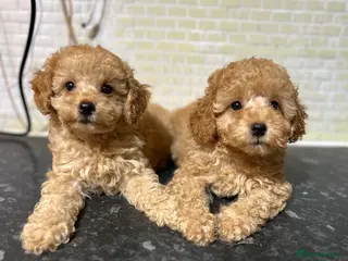 Toy Poodle dogs Toy Poodles Ready Now - Advert 3