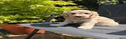 Goldendoodle dogs for sale: Beautiful Goldendoodle Puppies ready next week - Advert 3