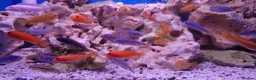Other/Mixed Breed fish for sale: Full Aquatic Stocklist Manchester Pet's & Aquatics - Advert 26
