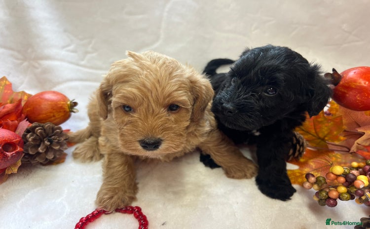 Mixed Breed dogs - Advert 4