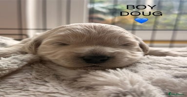 Poochon dogs - Advert 1