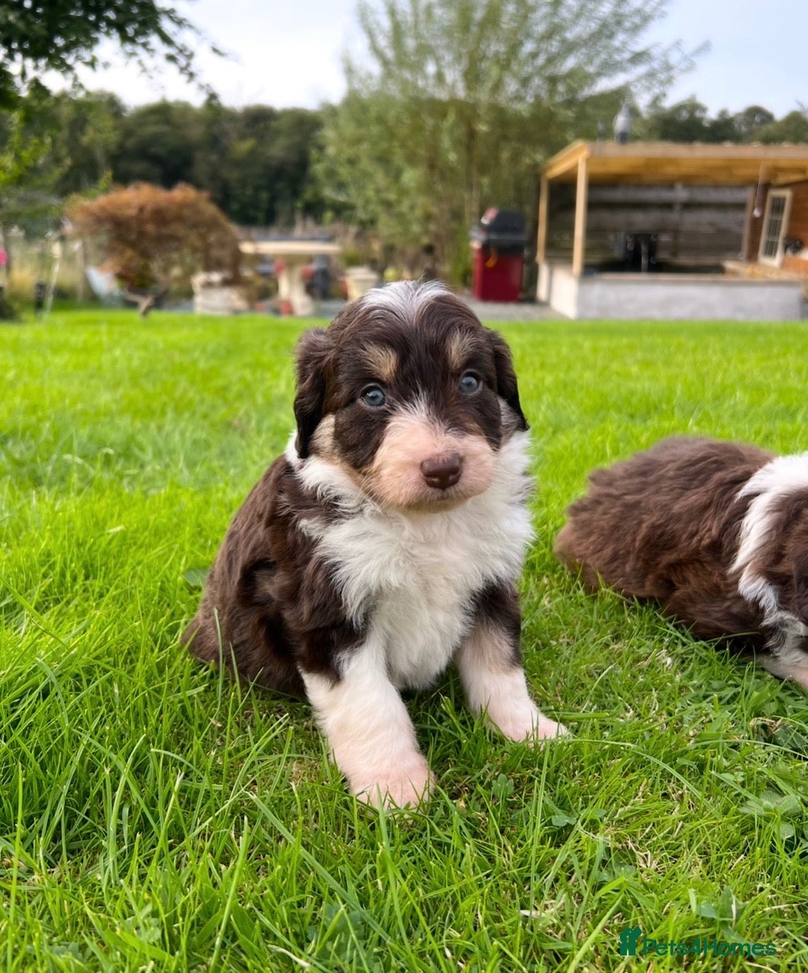 Bordoodle dogs OUTSTANDING *SABLE / TRI* BORDOODLES - Advert 2