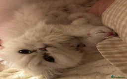 British Longhair cats for sale: 5 Beautiful blue eyed British Shorthair in London - Image 33