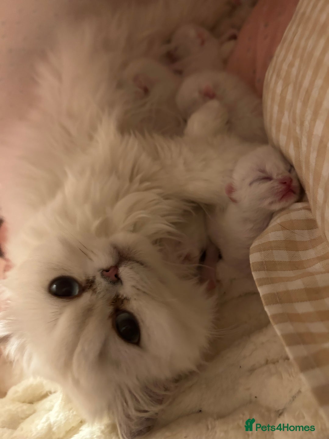 British Longhair cats for sale: 5 Beautiful blue eyed British Shorthair in London - Image 33