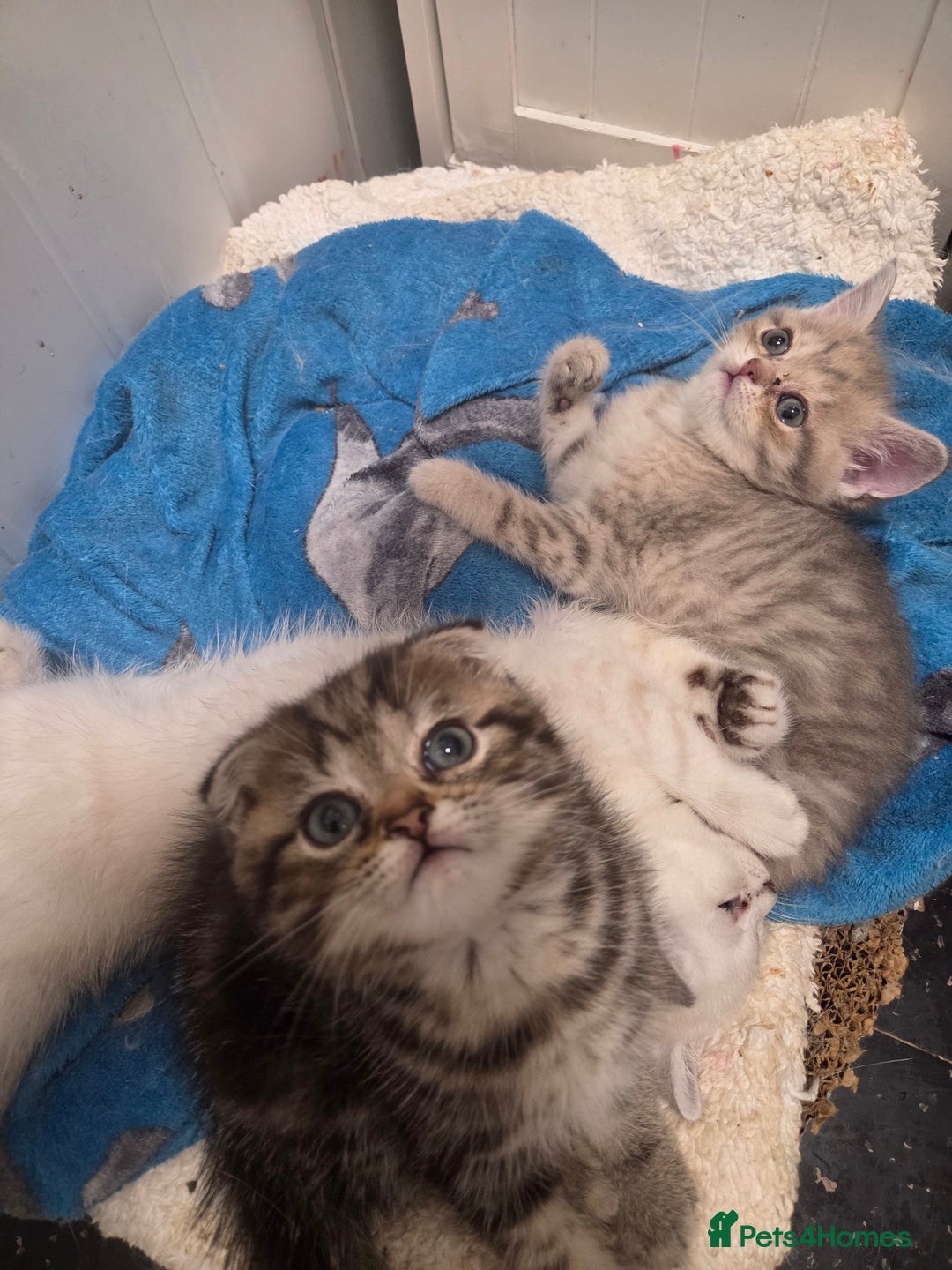 British Shorthair cats for sale: Amazing kittens ready to go 😻🥰😻 - Image 2
