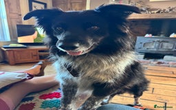 Border Collie dogs for stud: Jack  - Image 1