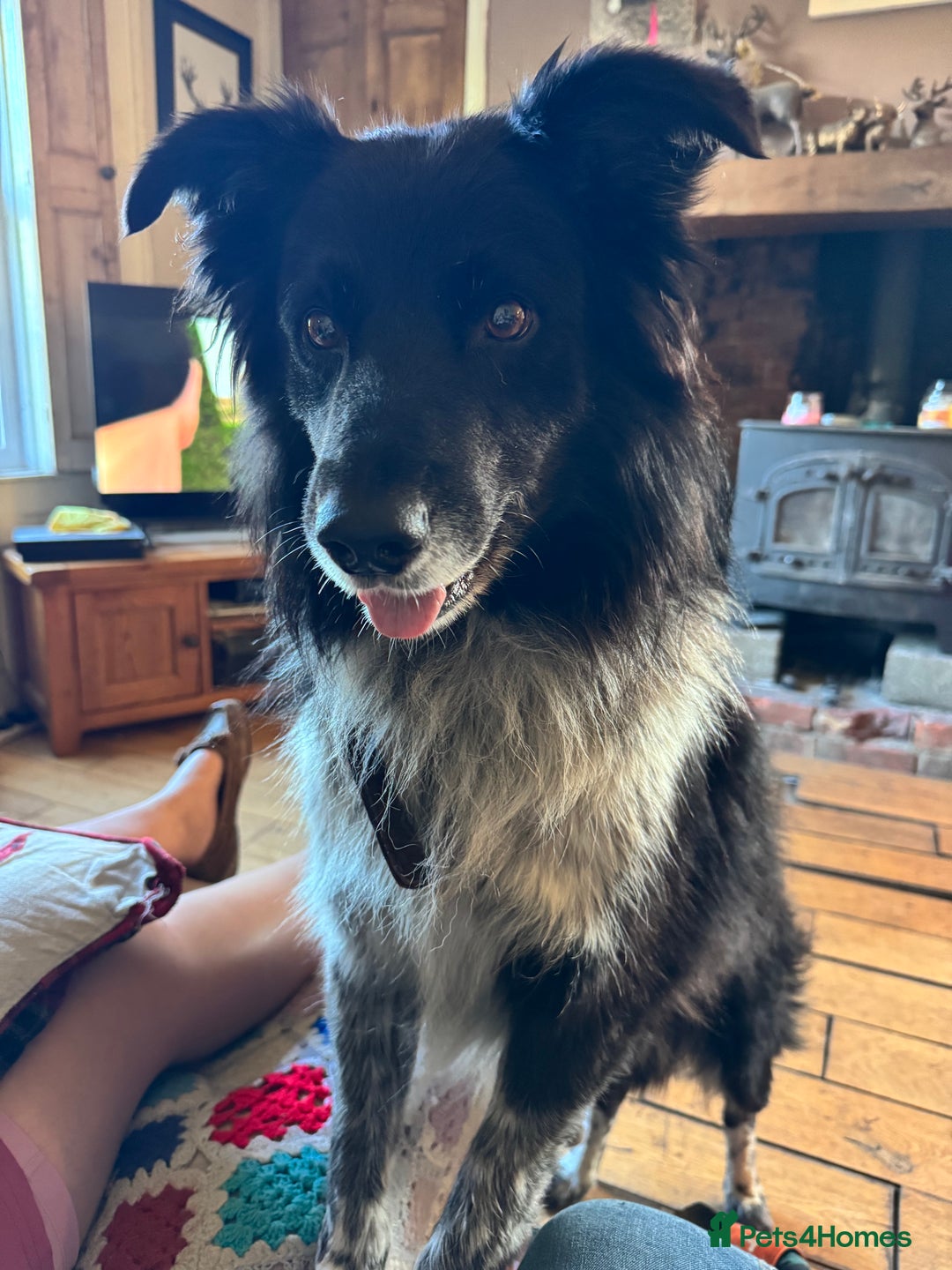 Border Collie dogs for stud: Jack  - Image 1