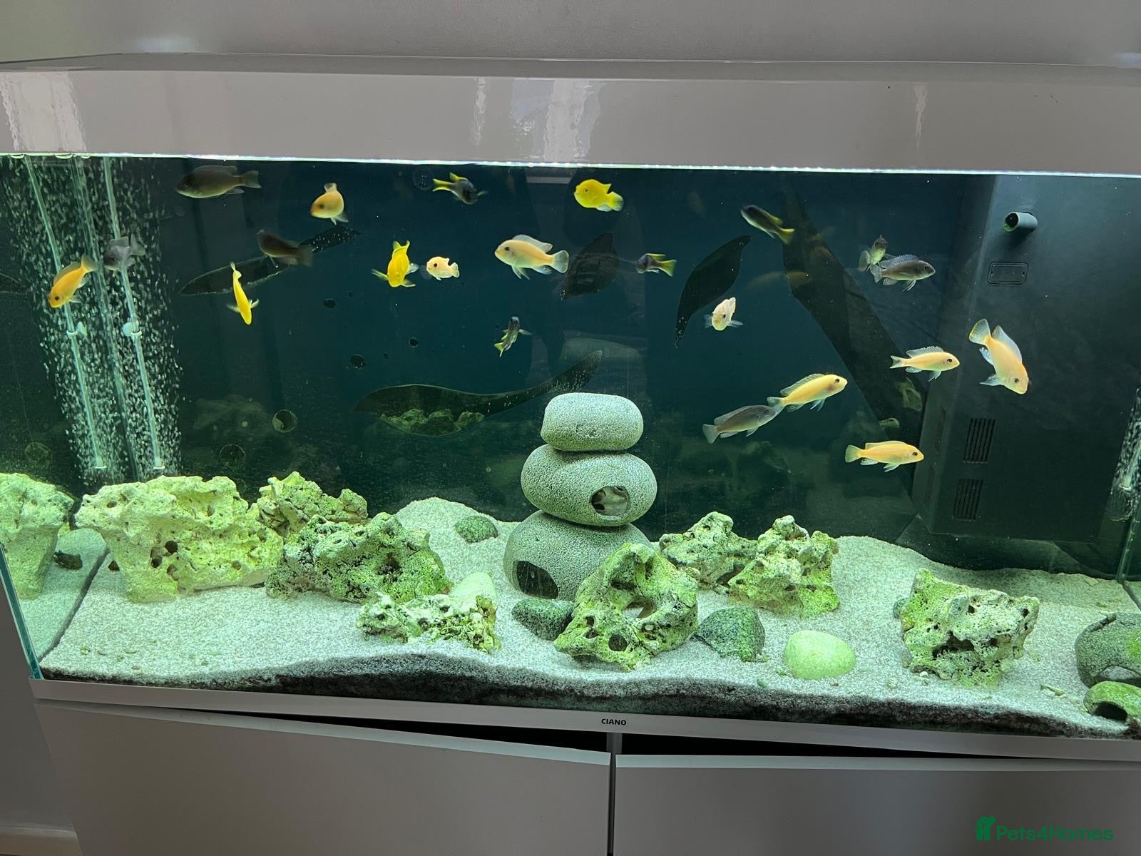 Cichlids fish Lake Malawi Cichilds ***free*** - Advert 4