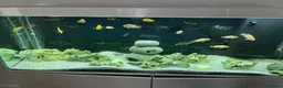 Cichlids fish for sale: Lake Malawi Cichilds  - Advert 1