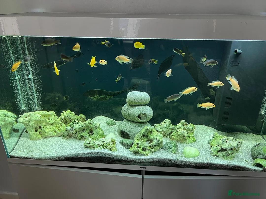 Cichlids fish for sale: Lake Malawi Cichilds  - Advert 1