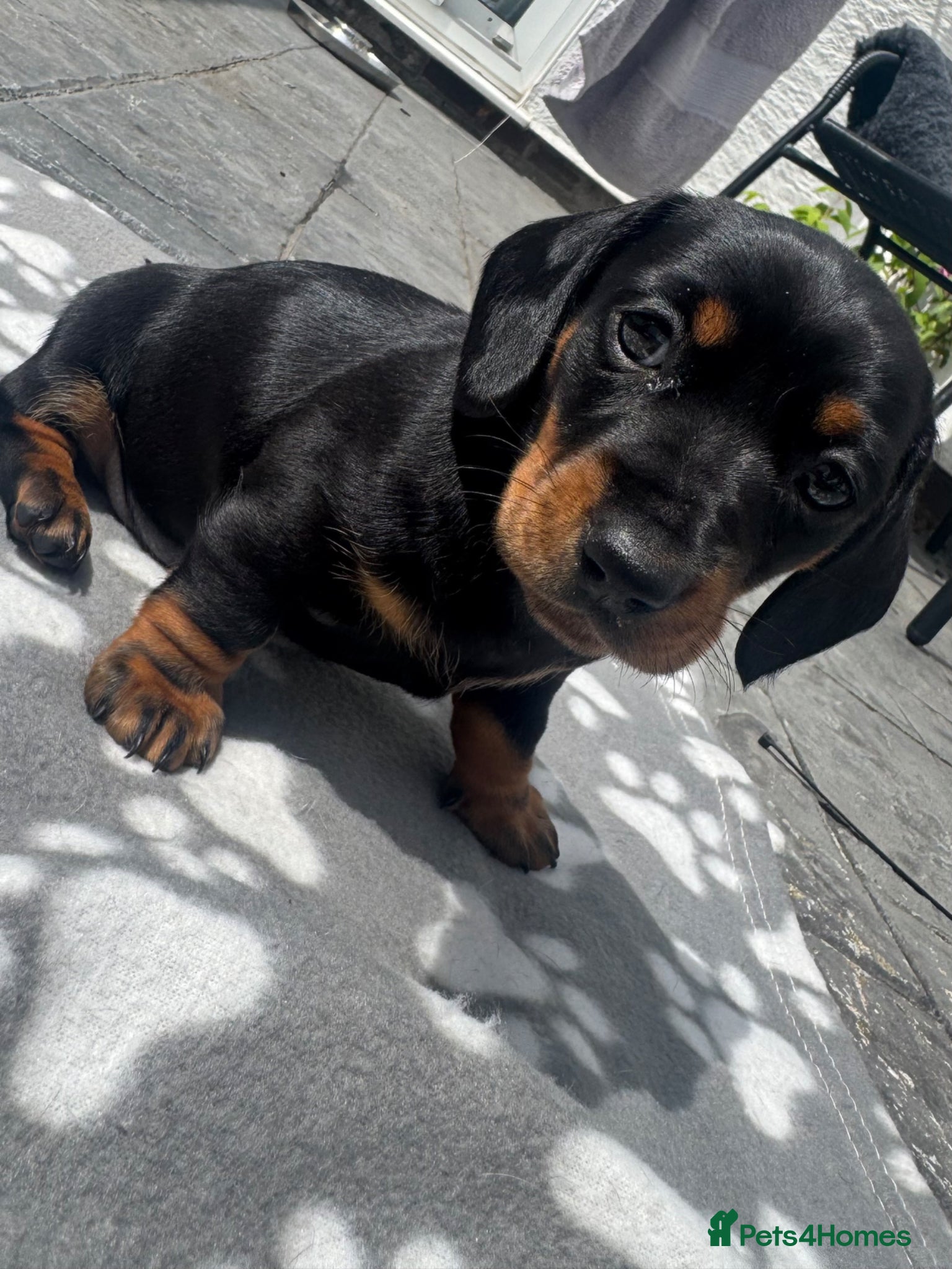 Miniature Dachshund dogs Beautiful miniature dachshund puppies - Advert 12