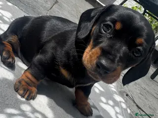 Miniature Dachshund dogs Beautiful miniature dachshund puppies - Advert 12