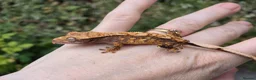 Gecko reptiles for sale: Various crested geckos - Advert 21