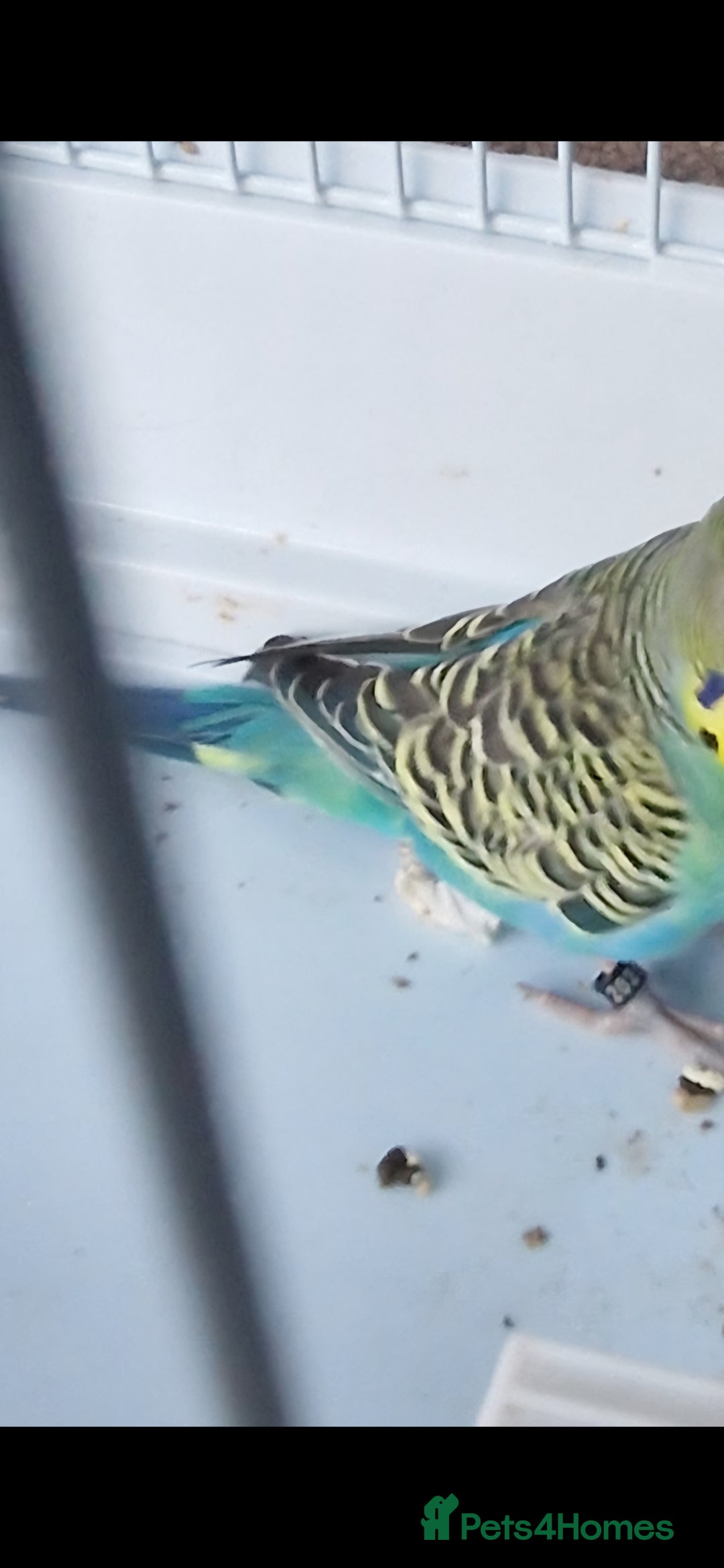 Budgerigars birds for sale: 1 male 1 female adult budgie £100 - Advert 5