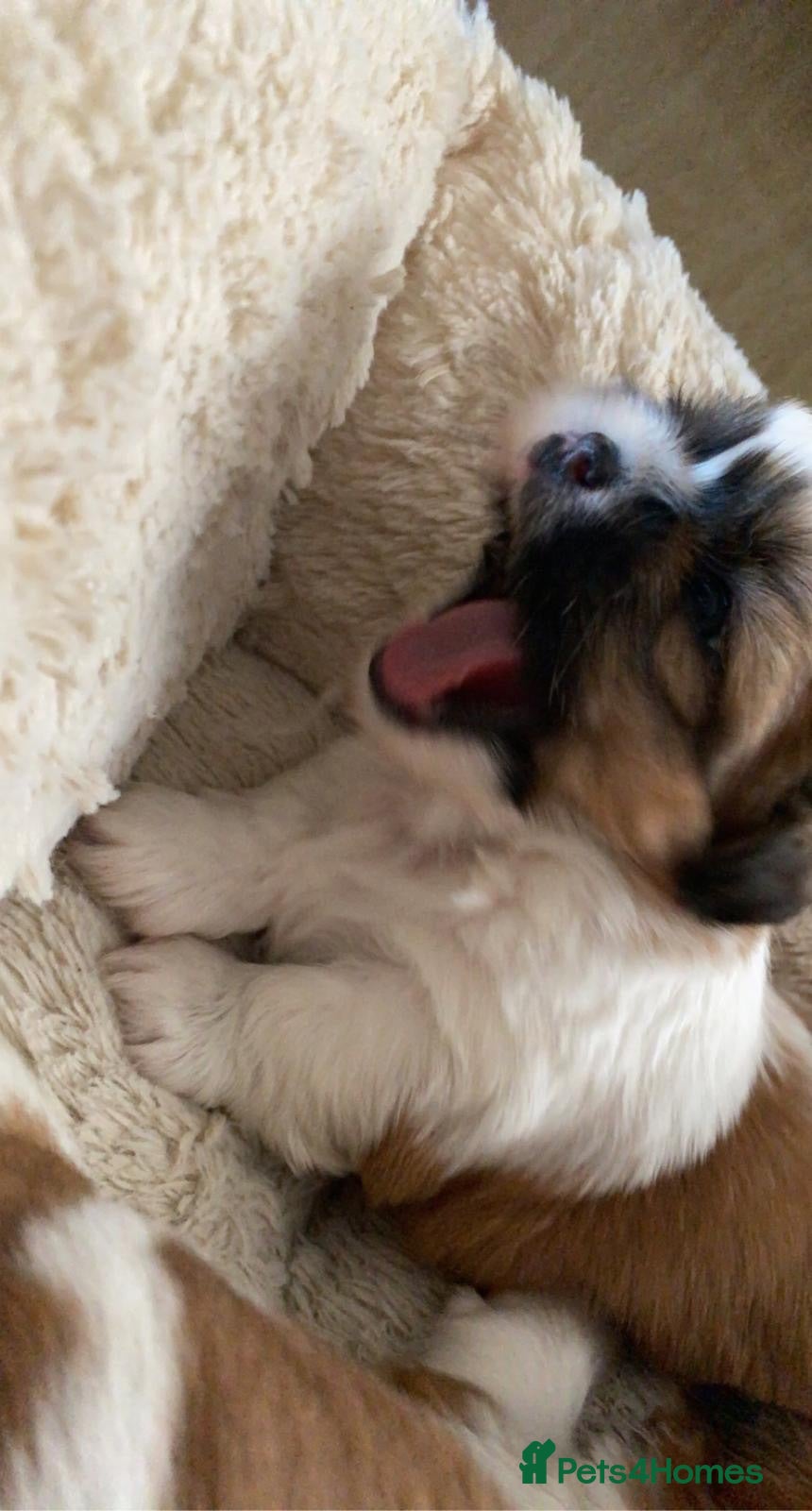 Shih Tzu dogs Beautiful litter of Shih Tzu puppies - Advert 1