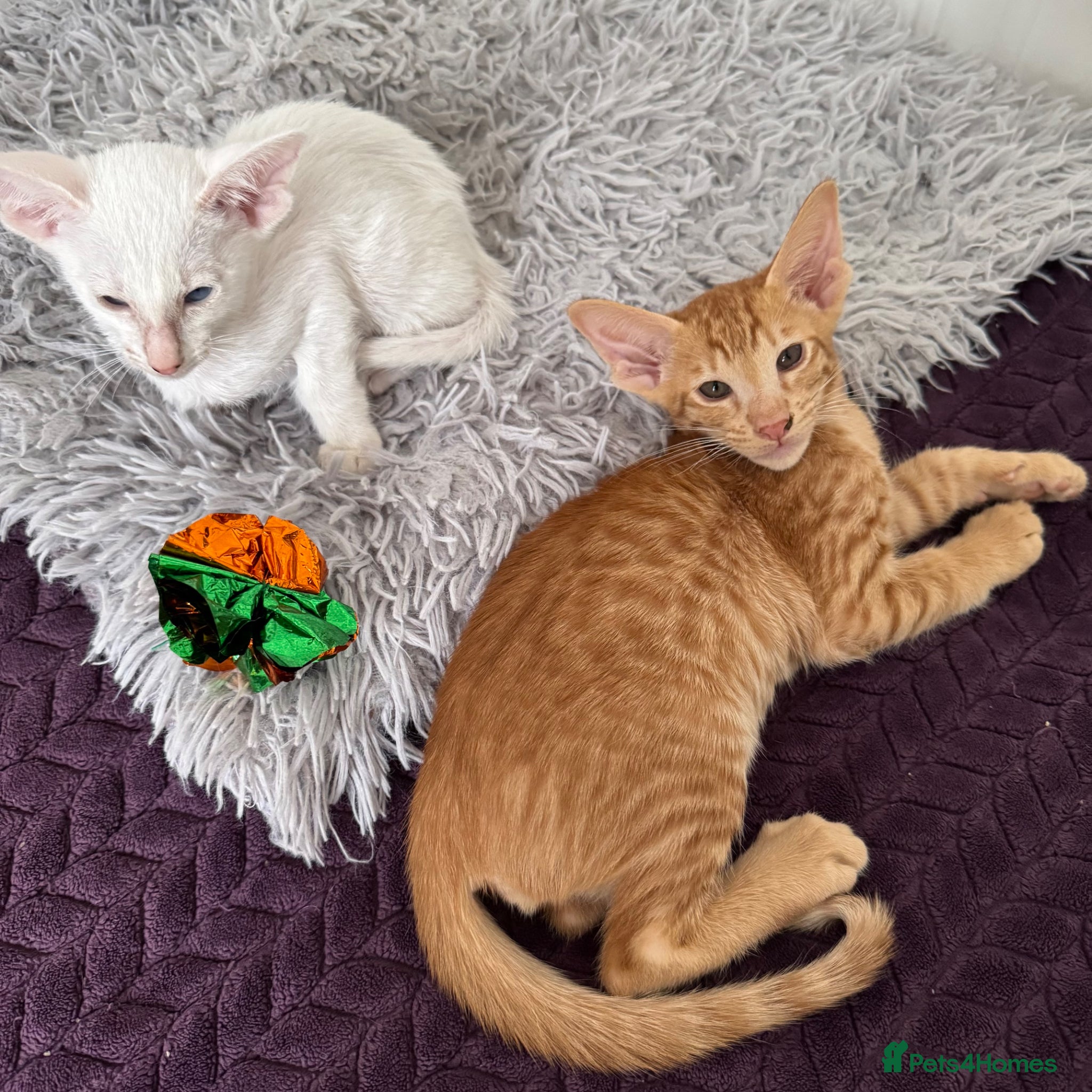 Oriental cats for sale: Beautiful oriental kittens  - Advert 2