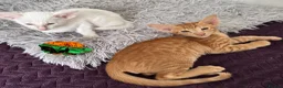 Oriental cats for sale: Beautiful oriental kittens  - Advert 2