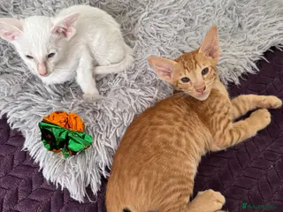 Oriental cats for sale: Beautiful oriental kittens - Advert 2